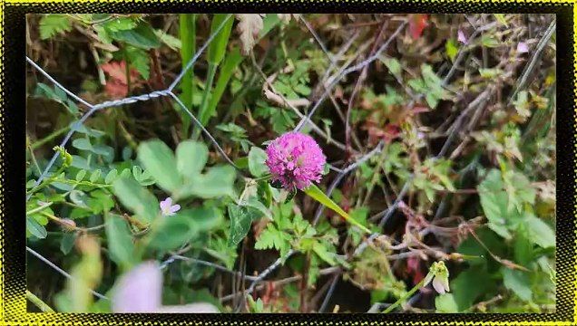 Doğa Çiçek Fotoğrafları / Doğa Çiçek Ve Manzara Sevenler