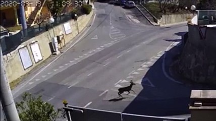 Tempo da... lupi e caprioli nella citt? vuota