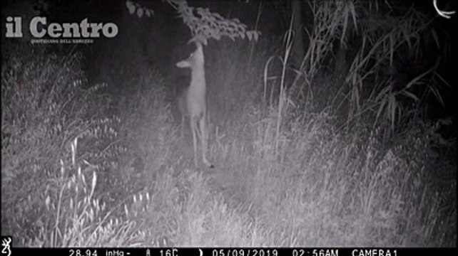 Le passeggiate dei capriolo zoppo, del tasso e del lupo nel bosco sotto la telecamera nascosta