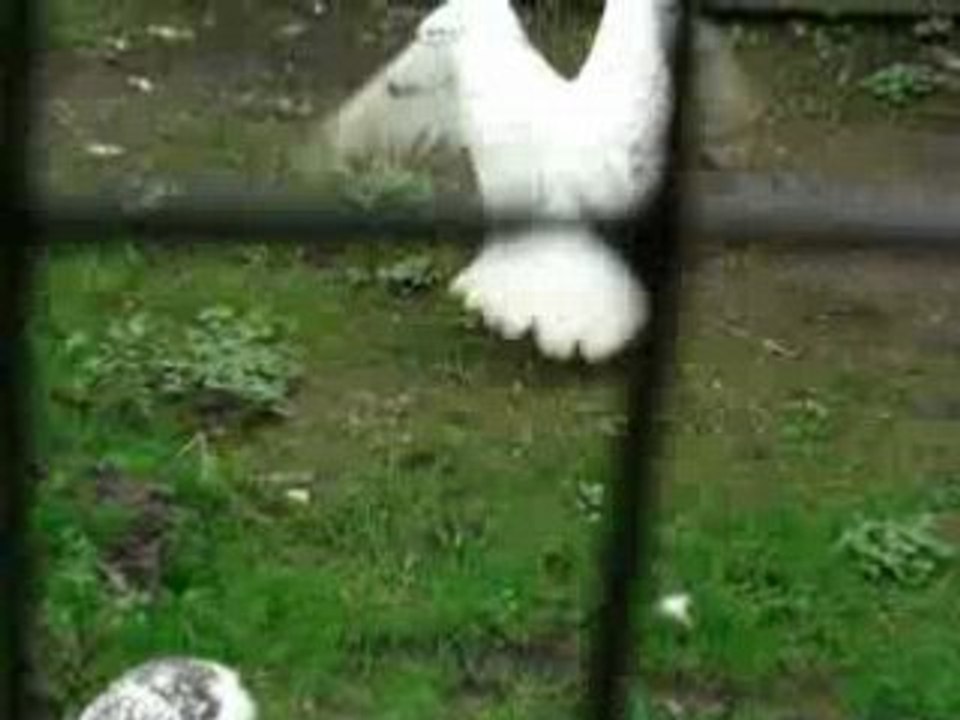 harfang des neige du zoo d'amiens