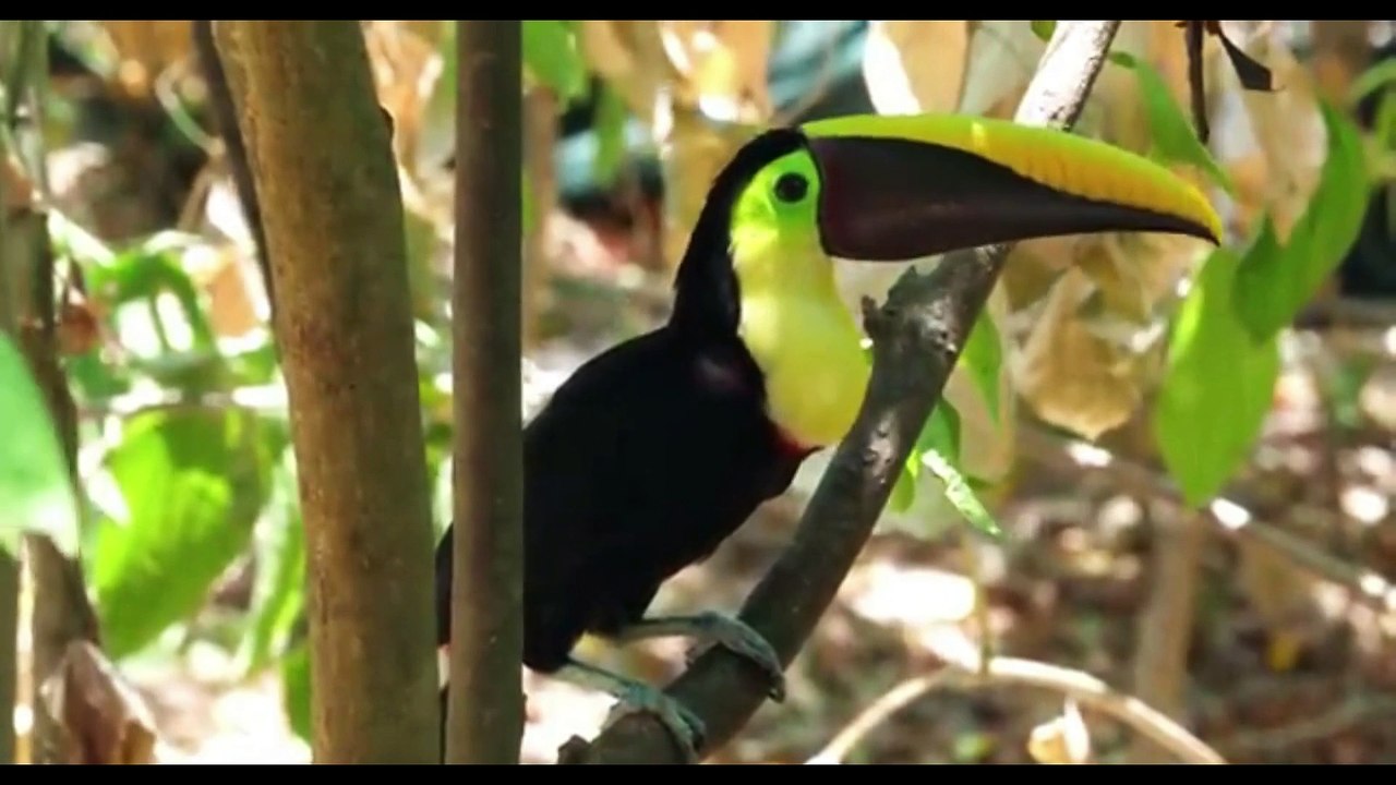 AMAZON WILDLIFE2 (FINISH)-1 (1)