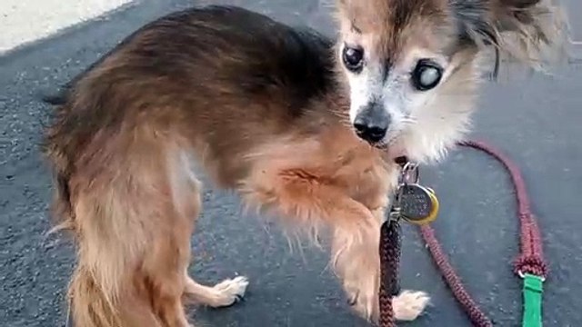 Villanova almost always hike her front right leg up when she stops for a short time after walks VID_20241015_174553213