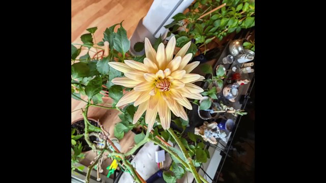 Le BLUES : musiques électriques de guitare; de basse et de clavier en STUDIO PIPON enregistré