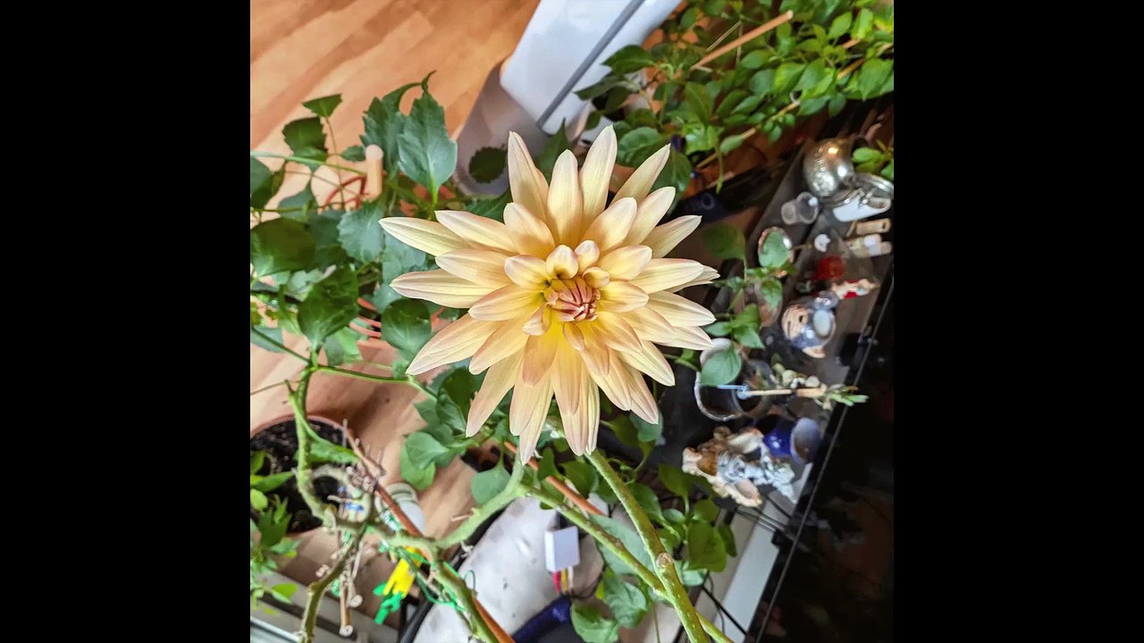 Le BLUES : musiques électriques de guitare; de basse et de clavier en STUDIO PIPON enregistré