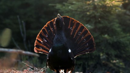 Die Nacht erwacht! Über Leben im Wald | movie | 2024 | Official Trailer