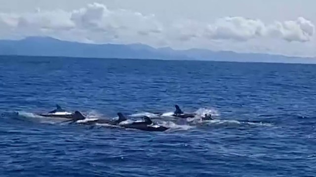 tn7-Grupo de 30 orcas negras fueron vistas en Guanacaste rumbo al Pacífico Sur-221024