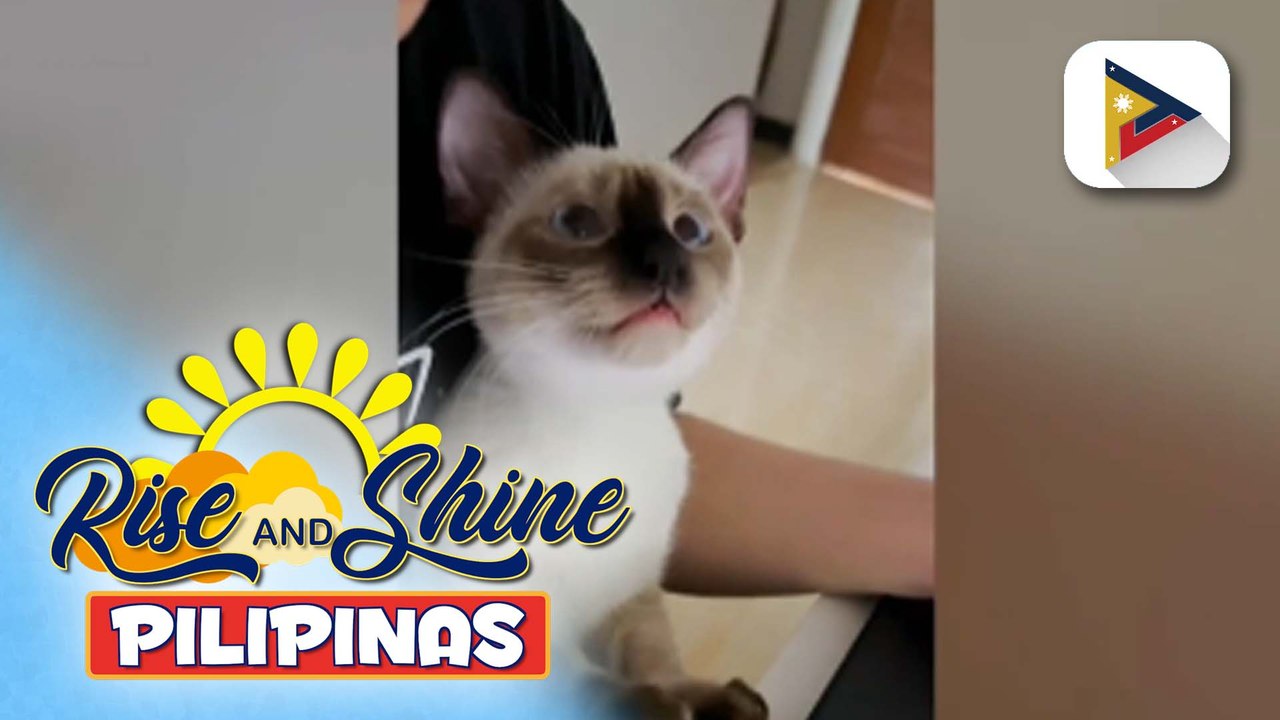 Pets Day | Trending and charming cat na si Tofu, ating kilalanin!