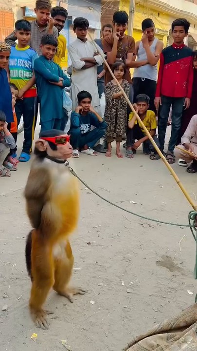 mr monkey funn.