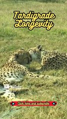 Animal Facts   Tardigrade Longevity    #shorts