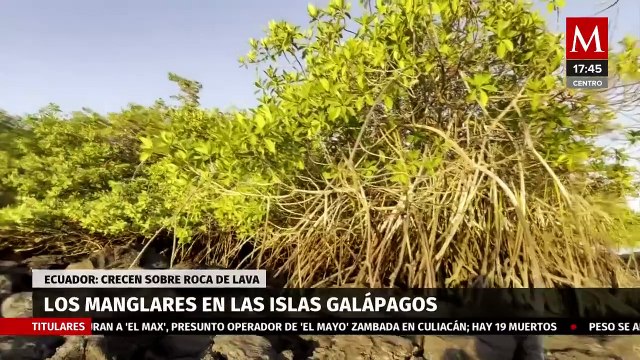 Los peculiares manglares que crecen sobre roca volcánica en las Islas Galápagos | Milenio Hábitat