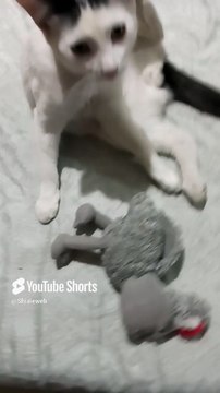 El gatito pernanca acostado en la cama bien agusto #shorts #animal #mascotas #felino #peludo