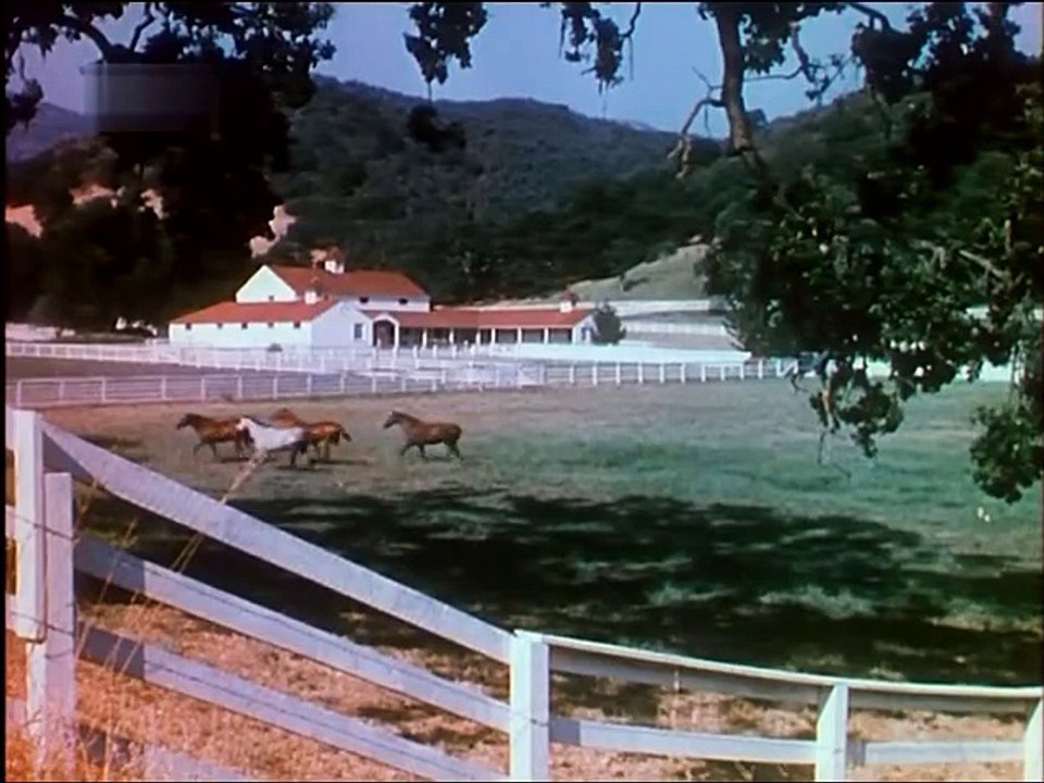 Treue (gypsy colt) | film | 1954