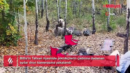 Piknikçilere ayı şoku! Çadırdan yiyecek alıp saldırmaya çalıştılar