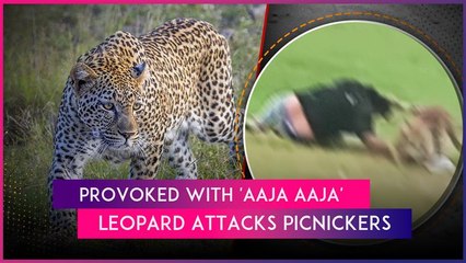 MP: Picnickers Tease Leopard With ‘Aaja Aaja’, Big Cat Mauls 3 After Being Provoked In Shahdol