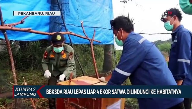 Riau BBKSDA Riau Melepasliarkan 4 Ekor Satwa Dilindungi ke Habitatnya