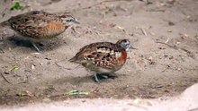 The Quail: Close Up HD Footage (Coturnix coturnix)