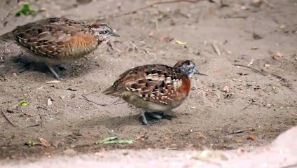 The Quail: Close Up HD Footage (Coturnix coturnix)