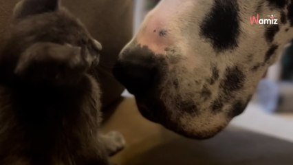 Elle présente son Dogue Allemand à son chaton : leur amitié fait fondre le coeur de 2M de personnes