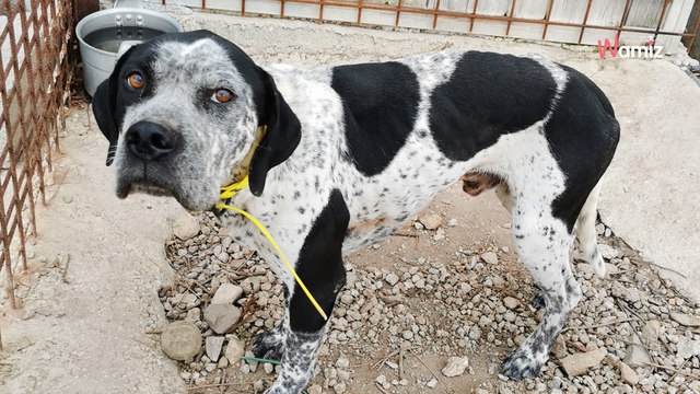 Haute-Corse : ils déménagent et abandonnent leurs deux chiens dans l'habitation, sans eau ni nourriture