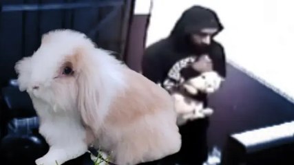 Kağıthane’de ‘Hollanda Lop’ cinsi tavşanı kulaklarından tutarak çaldı