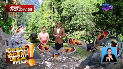 Isang uri ng ibon, nagmistulang higanteng paruparo dahil sa pakpak nito | Dapat Alam Mo!