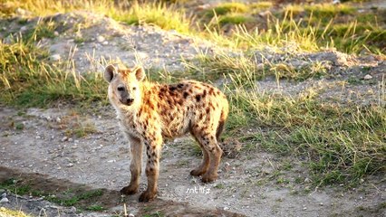 Rüyada Sırtlan Görmek Ne Demektir?