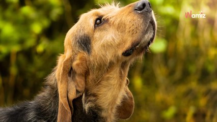 Le refuge trouve un ancien pensionnaire en divagation : au téléphone, l'adoptante du chien fait une réponse hallucinante