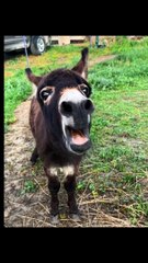 you can t stop your laugh challeng #funny2dunia #tiktok #comedy #funny