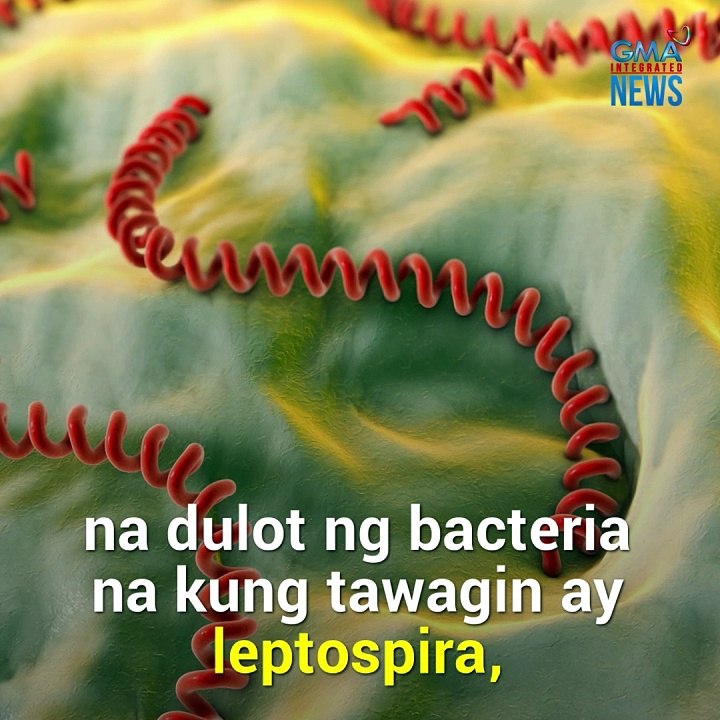 Paano maiiwasan ang leptospirosis? | Need To Know