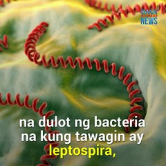 Paano maiiwasan ang leptospirosis? | Need To Know