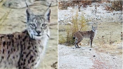 Malatya'da iki tane görüntülendi, türü tespit edildi