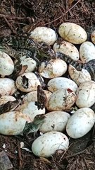 Hear the super-sweet chirps of extremely rare newborn crocodiles