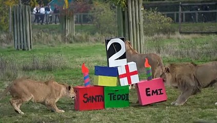 Lions rescued from war torn Ukraine celebrate second birthday in Doncaster