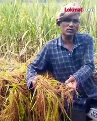 परतीच्या पावसाने -हातातोंडाशी आलेला -घास हिरावला..-