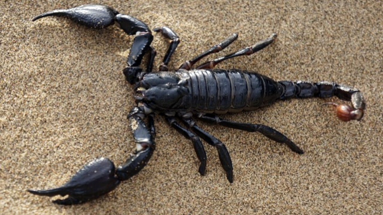 to get Howrid of Scorpio sting pain in one second