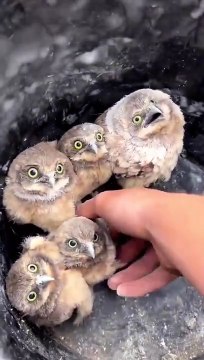 Quoi de plus adorable que ces bébés chouettes... craquant