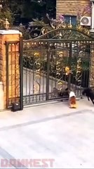 Ce chien s'échappe juste à temps...