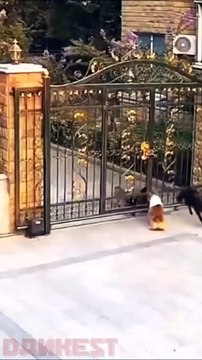 Ce chien s'échappe juste à temps...