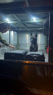 Cão Nero, do BPFron, localiza R$ 118 mil em maconha em ônibus na Rodoviária de Umuarama