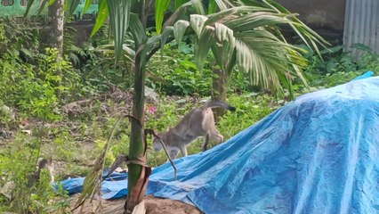 Cats are enjoying with his mom