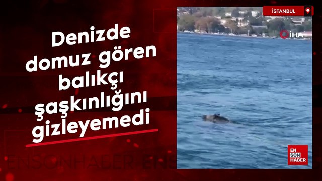İstanbul'da denizde domuz gören balıkçı şaşkınlığını gizleyemedi