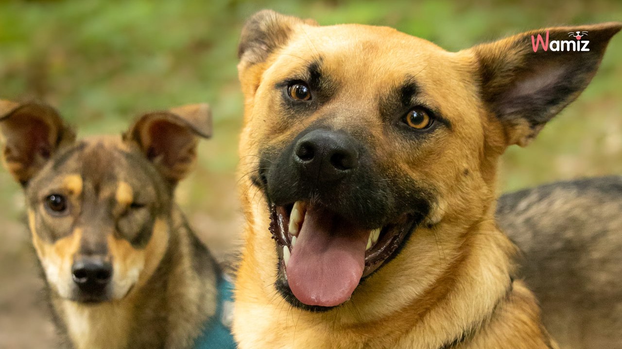 Après avoir été sauvagement renversé par une voiture, ce chien à trois pattes aimerait avoir une seconde chance