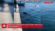 Palamut'a niyet, neye kısmet! Beykoz'da balıkçıların karşısına çıktı, gözlerine inanamadı