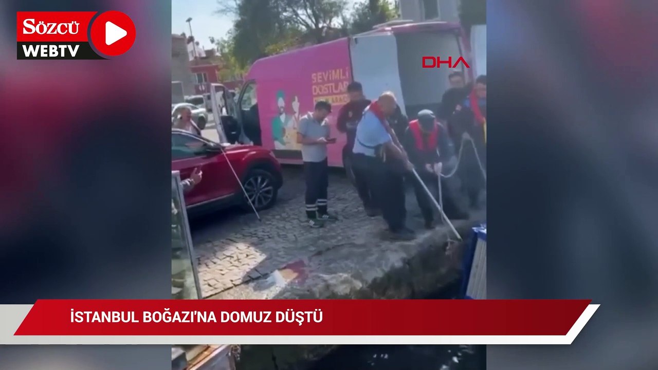 İstanbul Boğazı'nda denize düşen domuzu belediye ekipleri kurtardı