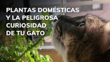 Plantas domésticas y la peligrosa curiosidad de tu gato