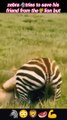 Lionvs zebra | lion attacks zebra | lion hunting | #trending #animals #wildlife #nature