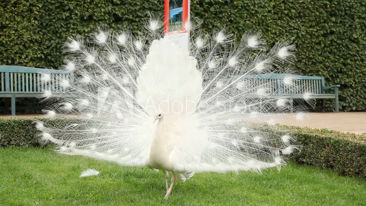 white peecok dancing