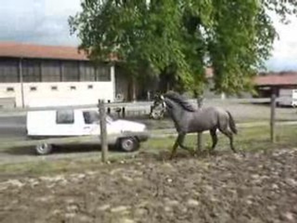 Espingouin