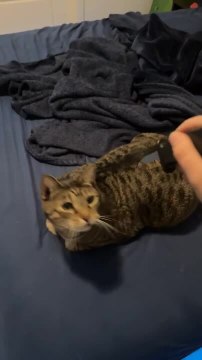 Cat React Dramatically as Owner Pretends to Poke Him With Prop Knife