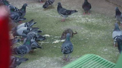 À Marseille, des furets utilisés pour la chasse aux rats dans les parcs